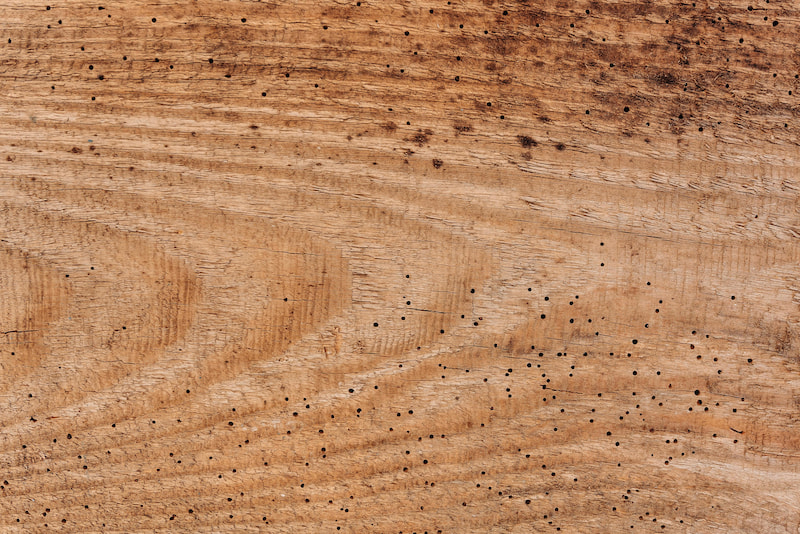 Пораженная древоточцем древесина